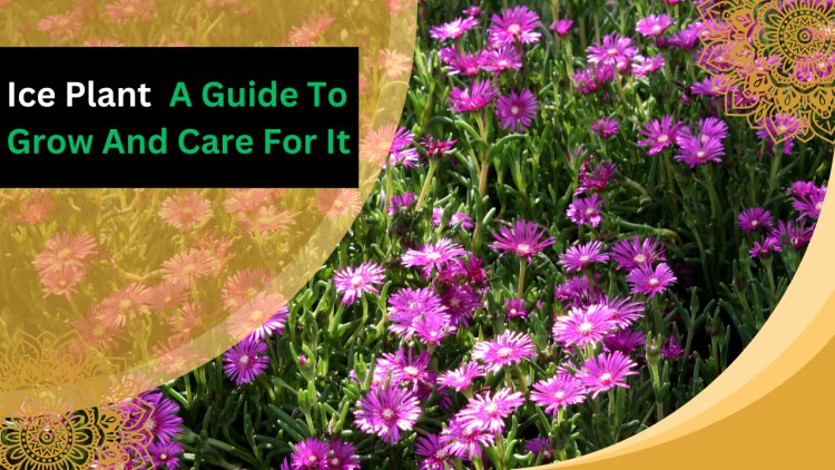 Ice Plant: A Guide To Grow And Care For It