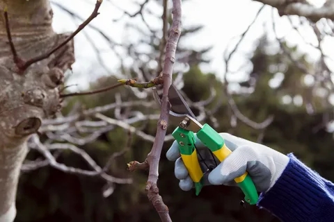 Why Tree Trimming Is Essential for Your Property’s Health