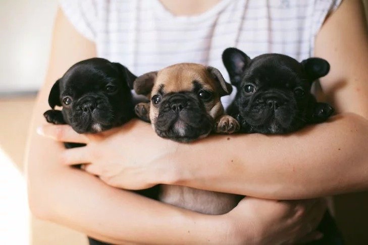 French Bulldog Puppies for Sale: Should You Adopt or Buy?