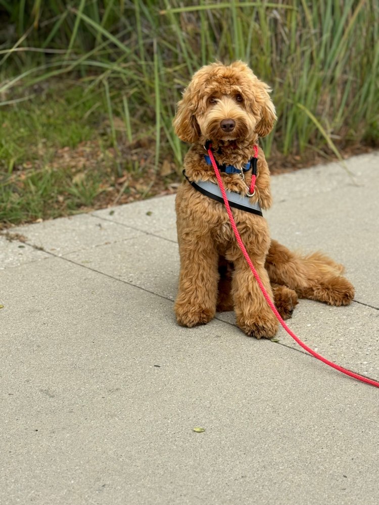 Trained Therapy Dogs for Sale at Aly’s Puppy Boot Camp