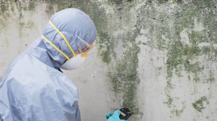 What Happens During a Professional Mold Inspection? A Step-by-Step Guide